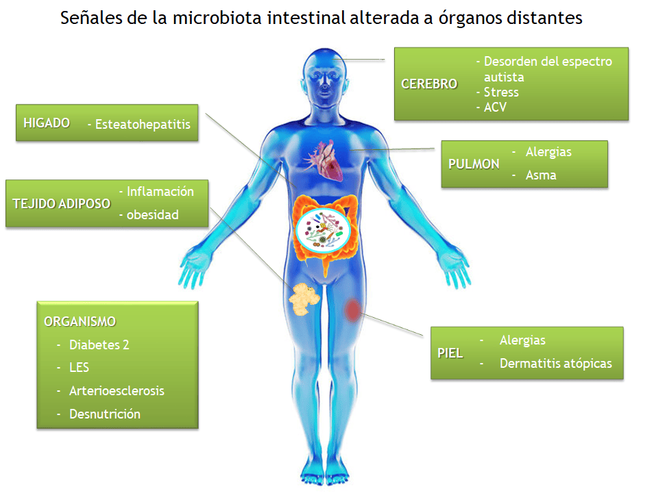 Microbiota y su Importancia en la Pandemia Dra. María Elena Mercado Estrada Medico Orthomolecular Cochabamba